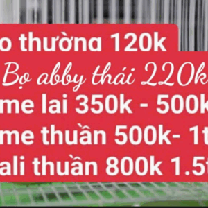 Chuột lang bọ ú cali giá bao nhiêu