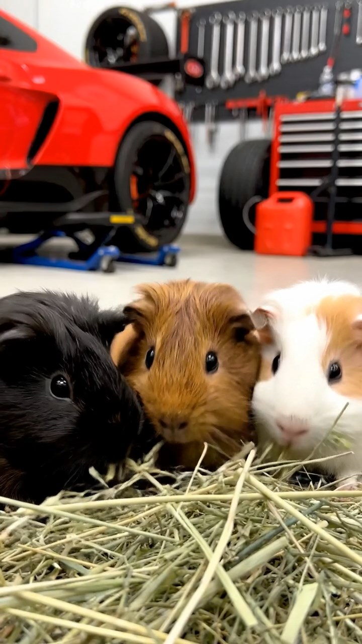 1549. Realistic photo of 3 smooth-haired White Crested guinea pigs featuring black, brown, and cream coats, eating timothy hay, in a motorsport garage area.