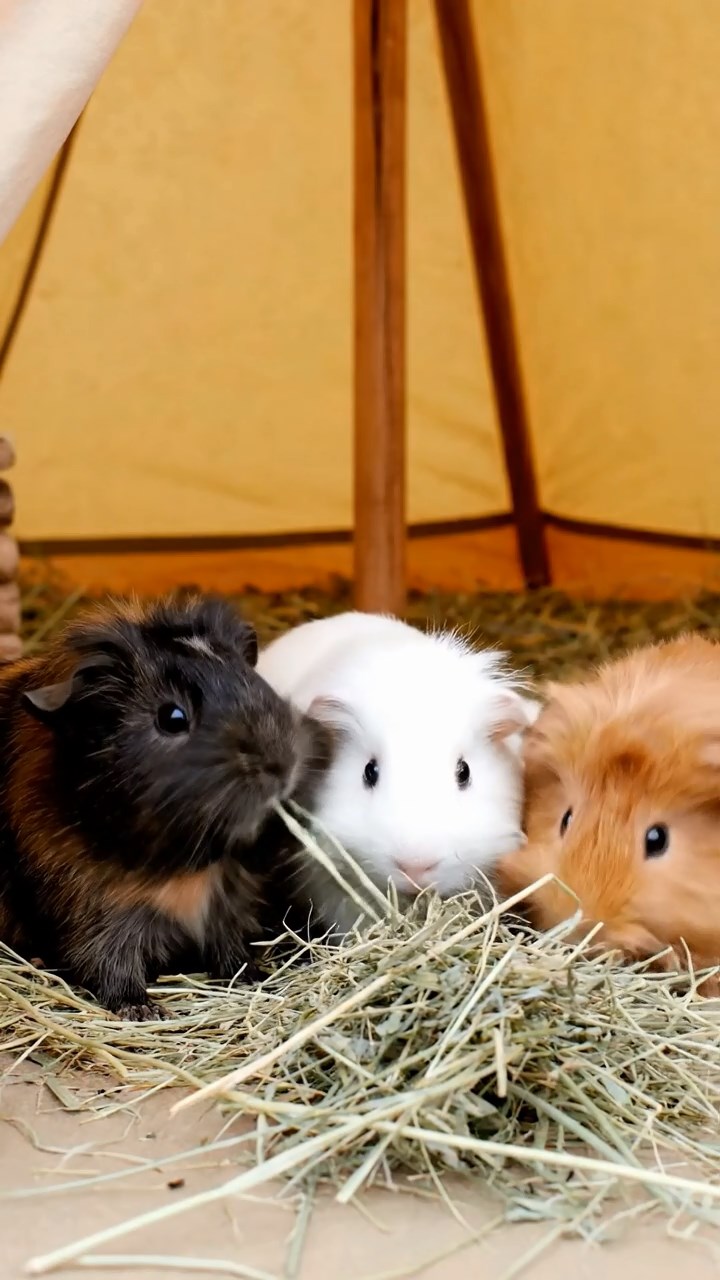 521. Detailed photo of 1 smooth-haired American guinea pig with White fur, nibbling on fresh apples, in a vibrant lavender garden with rows of purple blooms swaying in the breeze, under soft sunlight, creating a realistic, fragrant pastoral scene.