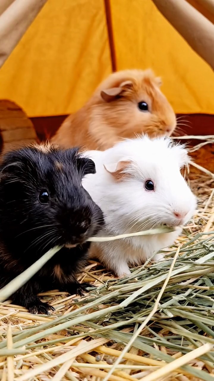 522. Photorealistic scene of 2 smooth-haired Teddy guinea pigs with Orange and Black fur, dressed as engineers in tiny helmets, constructing a miniature bridge in a guinea pig workshop with hay beams and tools, under bright daylight, enhancing the lifelike, industrious atmosphere.