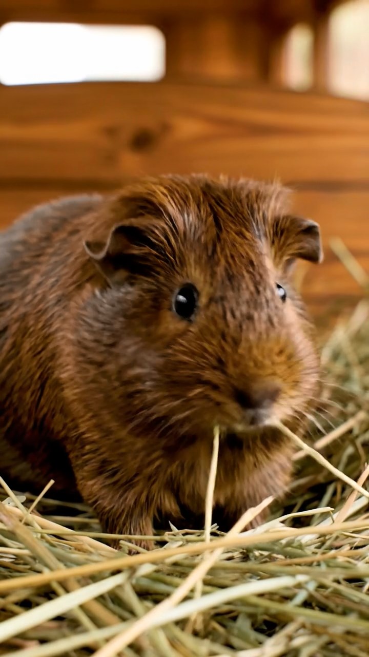 540. Realistic scene of 5 smooth-haired Californian guinea pigs with Cream, Fawn, Sable, Gray, and Cinnamon fur, sleeping in a cozy pile in a lush meadow with wildflowers and a gentle breeze, under golden sunlight, capturing a lifelike, tranquil group moment.