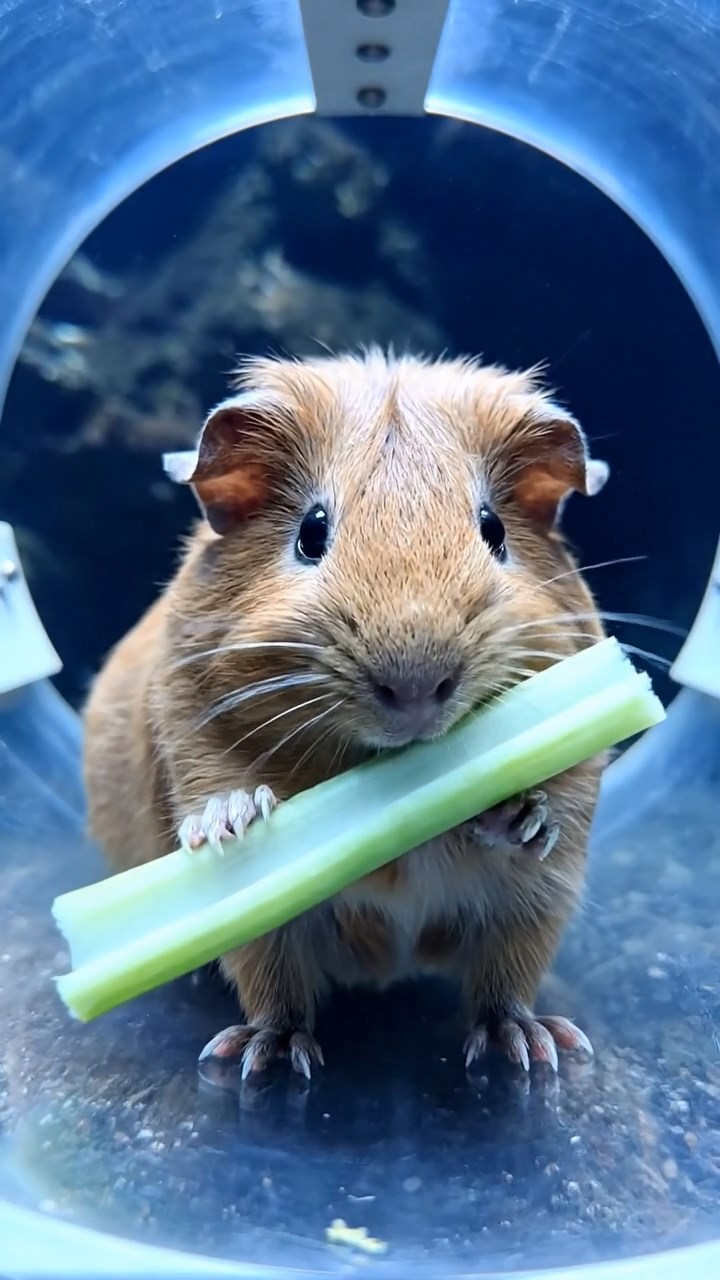 544. Realistic scene of 4 smooth-haired Californian guinea pigs with Fawn, Chocolate, Cinnamon, and Sable fur, dressed as firefighters in tiny uniforms, practicing drills in a guinea pig village with hay houses, under glowing streetlights, capturing a heroic, lifelike moment.