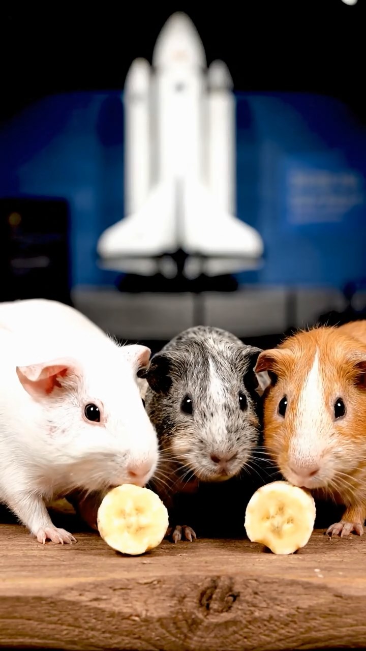 547. Highly detailed view of 2 smooth-haired Himalayan guinea pigs with Fawn and Sable fur, dressed as musicians in tiny vests, playing miniature guitars in a guinea pig concert hall with hay seats and velvet curtains, under warm spotlights, creating a realistic, elegant scene.