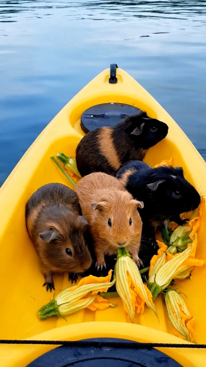 553. Detailed photo of 3 smooth-haired American guinea pigs with Gray, Cream, and Brown fur, burrowing like rabbits in a sandy dune with sparse grass and distant cacti, under a golden sunset, creating a vivid, realistic desert scene.