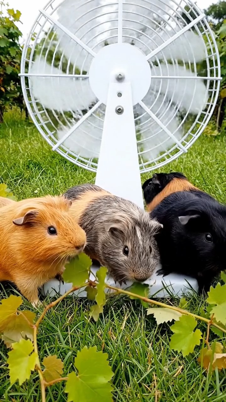 555. Highly detailed view of 5 smooth-haired Himalayan guinea pigs with White, Orange, Gray, Black, and Brown fur, foraging for wild herbs in a lush meadow with wildflowers and a babbling brook, under soft morning light, creating a realistic, serene pastoral scene.