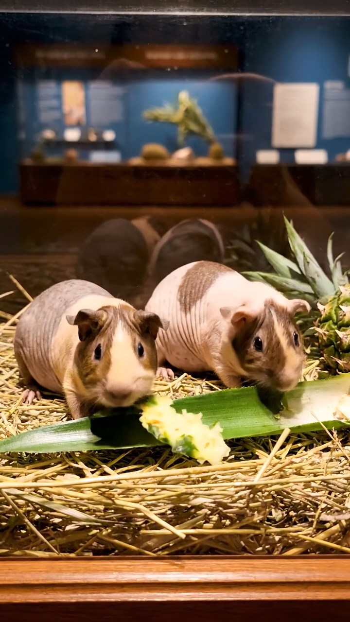 557. Detailed photo of 2 smooth-haired American guinea pigs with Fawn and Sable fur, dressed as bakers in tiny aprons, baking cookies in a guinea pig bakery with hay ovens and wooden counters, under soft lamplight, creating a realistic, cozy culinary scene.