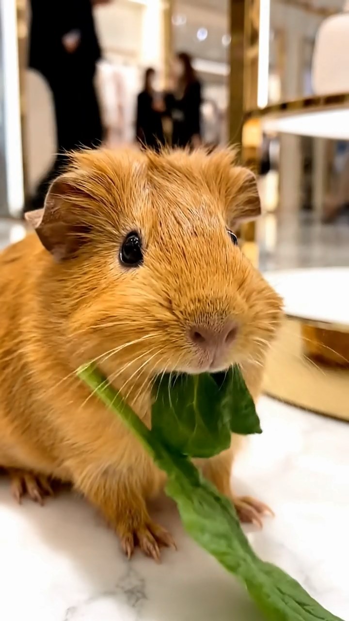 560. Realistic scene of 5 smooth-haired Californian guinea pigs with Cream, Fawn, Sable, Gray, and Cinnamon fur, sleeping in a cozy pile in a lush meadow with wildflowers and a gentle breeze, under golden sunlight, capturing a lifelike, tranquil group moment.