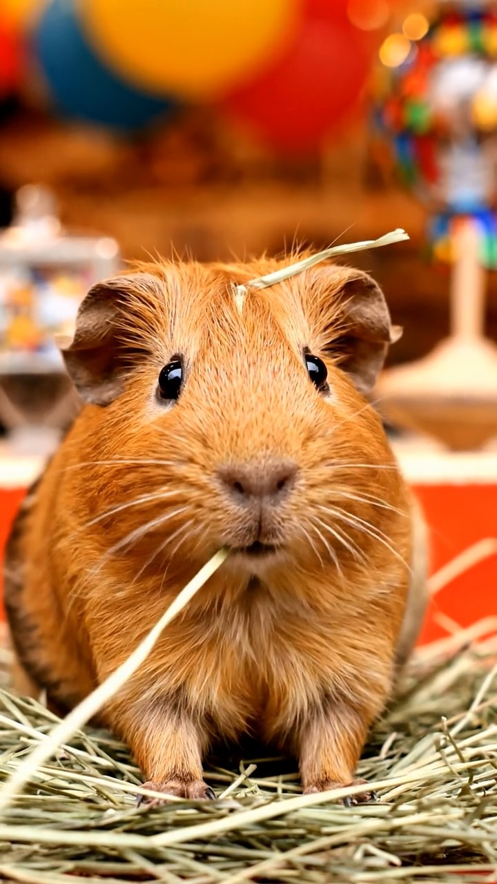 573. Detailed photo of 3 smooth-haired American guinea pigs with Gray, Cream, and Brown fur, burrowing like rabbits in a sandy dune with sparse grass and distant cacti, under a golden sunset, creating a vivid, realistic desert scene.