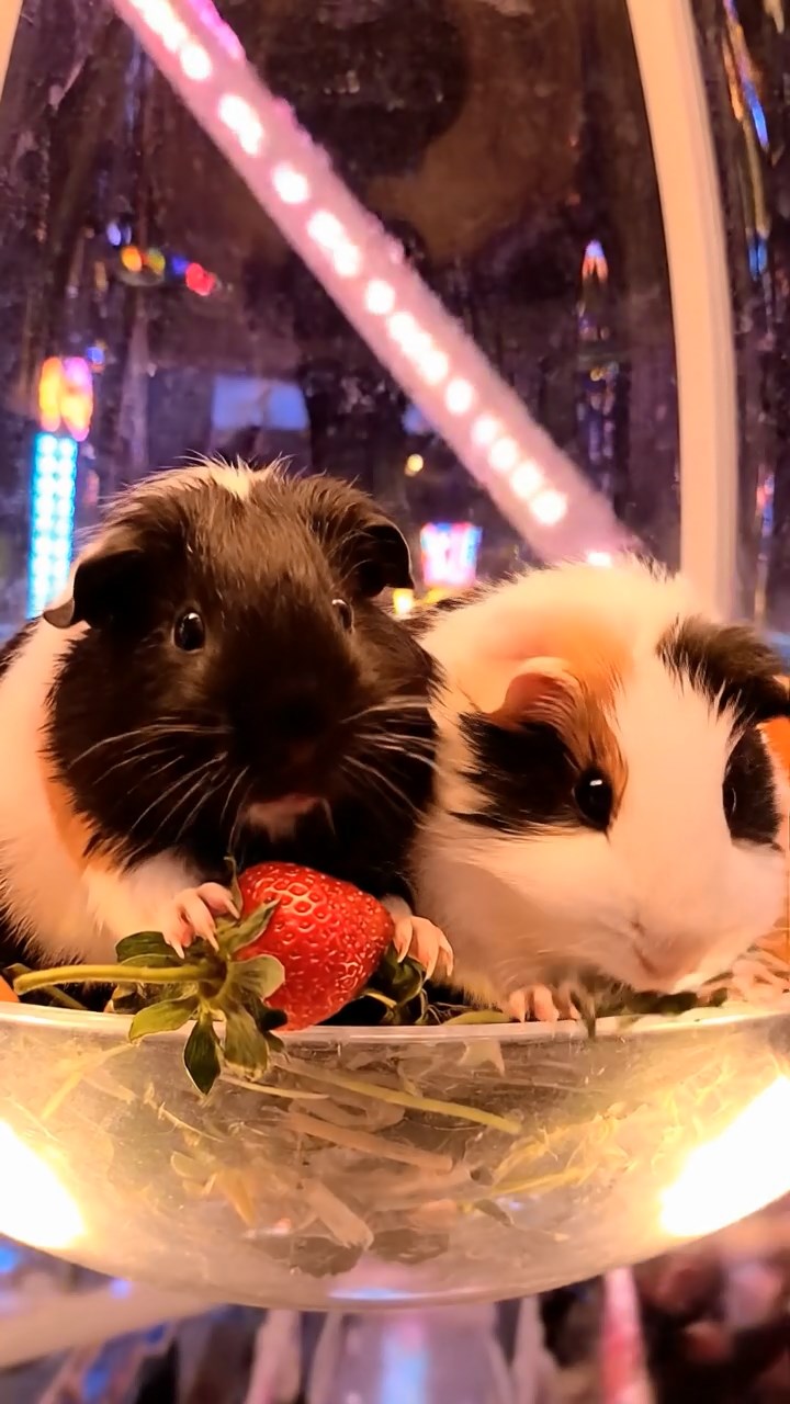 1643. Realistic scene of 2 smooth-haired Peruvian guinea pigs with sable and white fur, munching on strawberry tops, in a spinning amusement wheel pod at night.