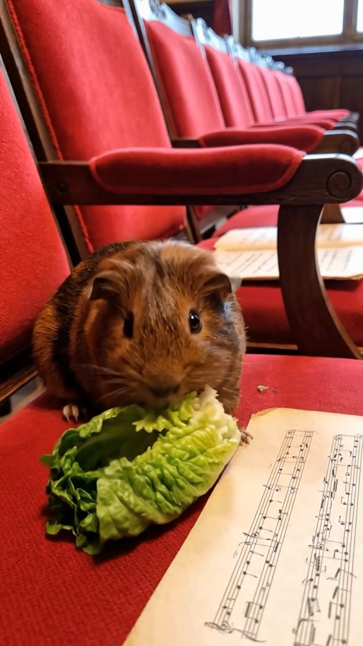 1646. Realistic depiction of 1 smooth-haired Texel guinea pig with chocolate fur, chewing on romaine hearts, among auditorium chairs with sheet music.