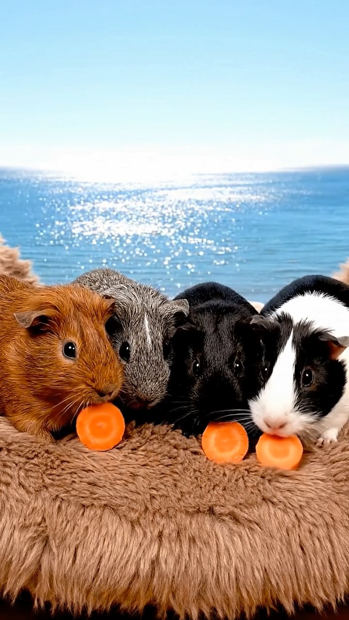 1657. Photorealistic scene of 4 smooth-haired Rex guinea pigs in gray, black, and brown colors, sharing carrot coins, on a liner sun lounge with ocean horizon.