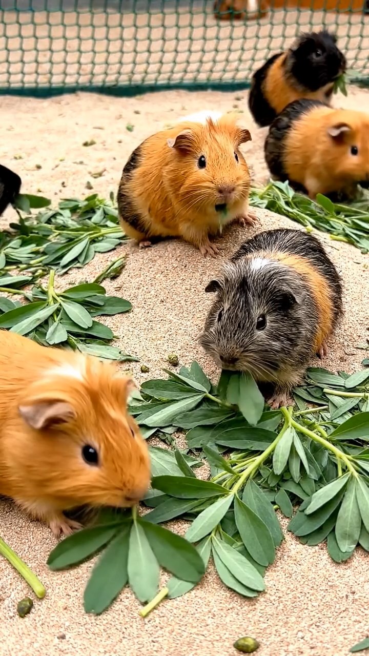 1669. Photorealistic image of 5 smooth-haired White Crested guinea pigs with orange, gray, and black fur, eating alfalfa leaves, on a sandy net court.