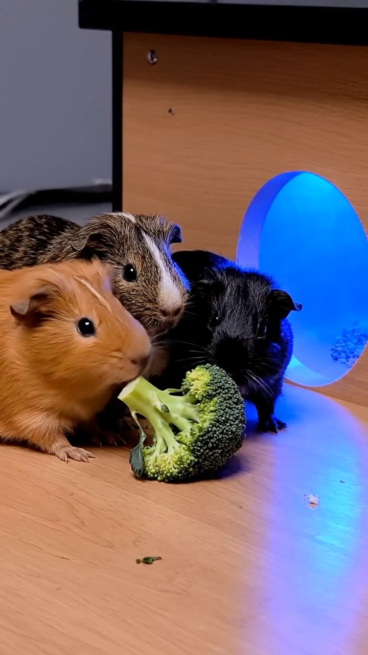 1682. Realistic depiction of 3 smooth-haired Abyssinian guinea pigs featuring orange, gray, and black coats, sharing broccoli heads, viewing a sub lab portal.