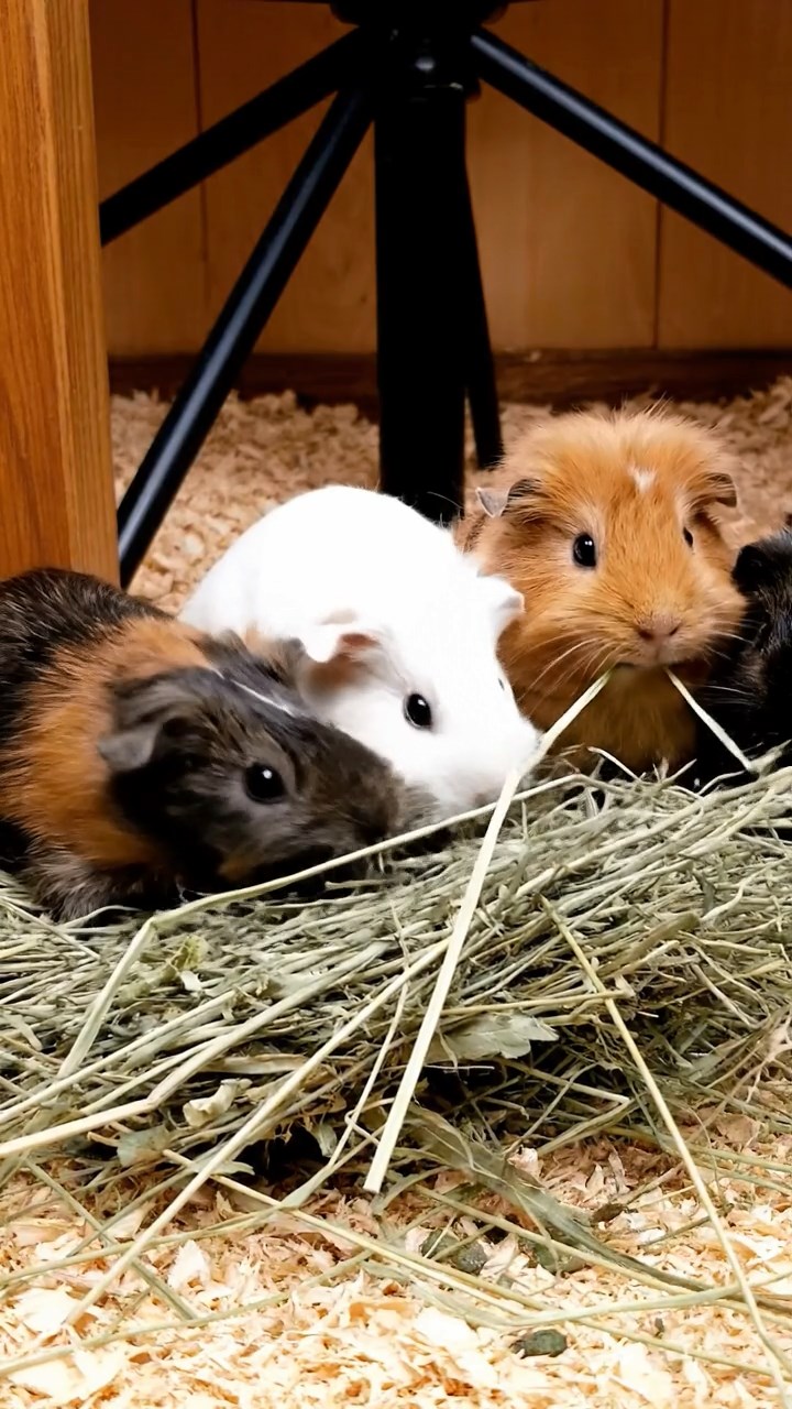 1694. Realistic depiction of 4 smooth-haired Silkie guinea pigs with sable, white, and orange fur, eating timothy hay, beside a turnstile gate.