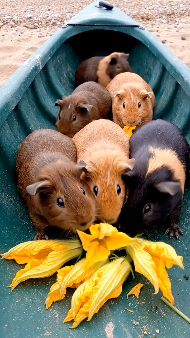 1697. Realistic scene of 5 smooth-haired Rex guinea pigs featuring chocolate, cinnamon, and sable coats, sharing zucchini flowers, inside a cockpit kayak hull.