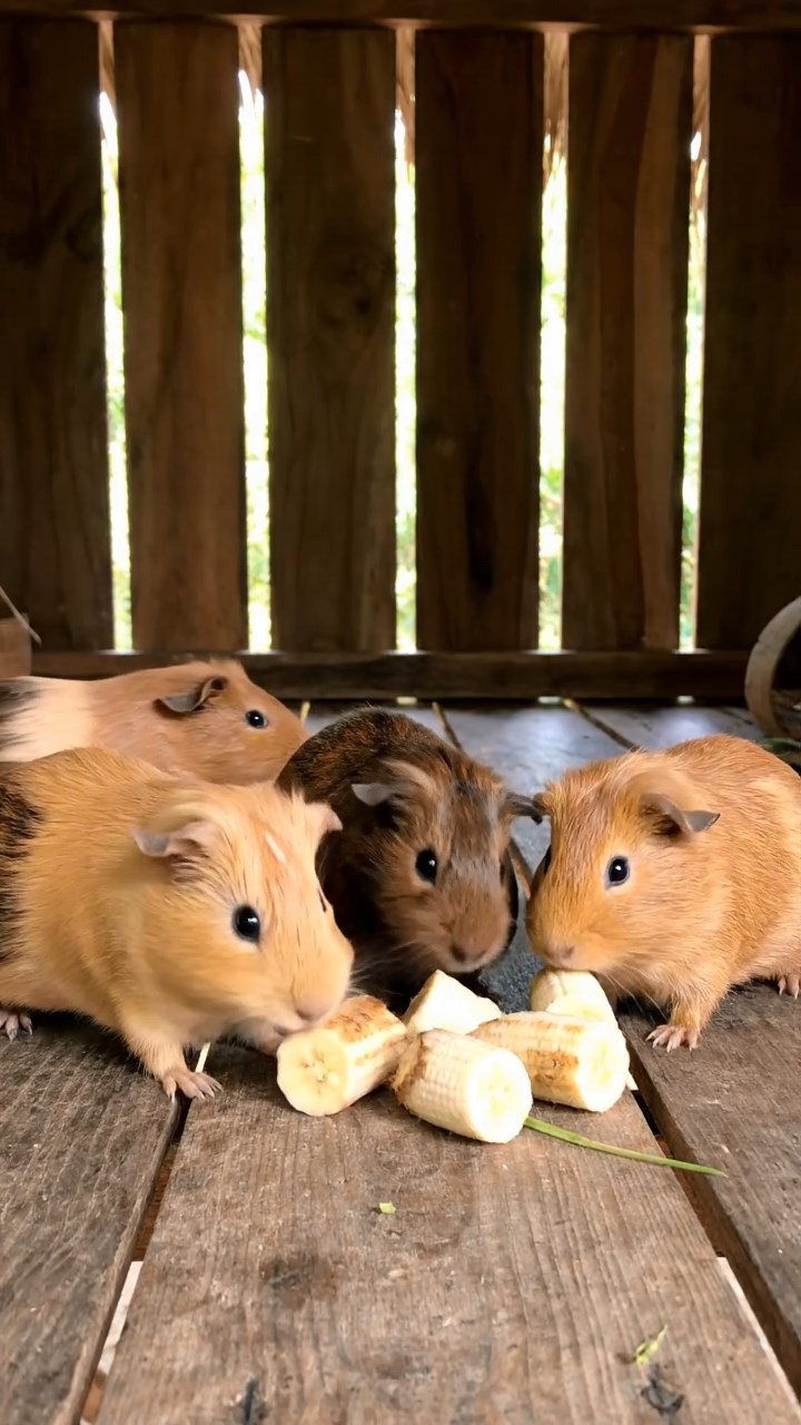 1742. Photorealistic image of 4 smooth-haired Abyssinian guinea pigs in fawn, chocolate, and cinnamon colors, sharing banana chunks, inside a stilted tropical shack.