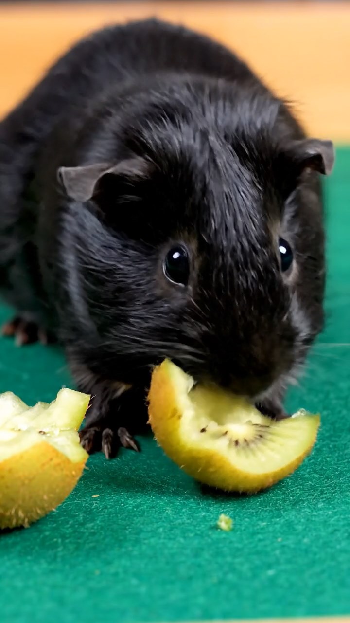 1774. Highly detailed view of 1 smooth-haired Silkie guinea pig with black fur, eating kiwi peels, on a table gaming felt.