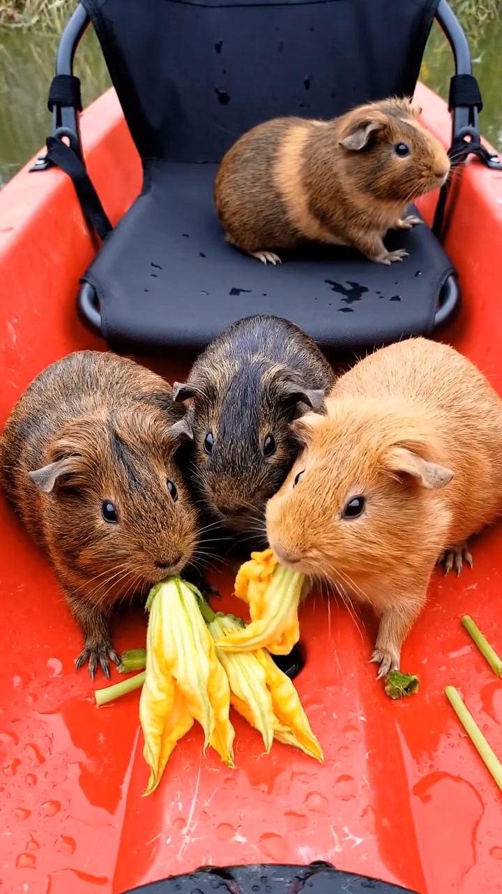 1797. Realistic scene of 5 smooth-haired Rex guinea pigs featuring chocolate, cinnamon, and sable coats, sharing zucchini flowers, inside a seat kayak whitewater.