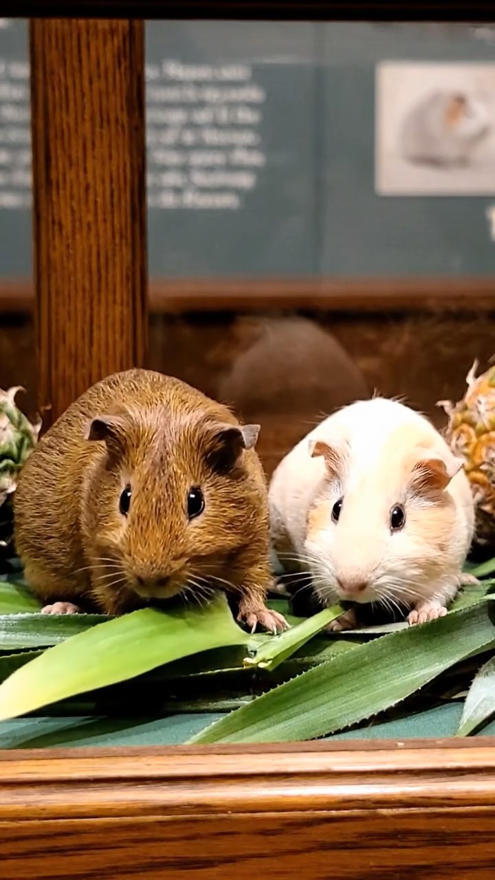1800. Realistic depiction of 2 smooth-haired Skinny guinea pigs in brown and cream colors, nibbling on pineapple leaves, inside a case display museum.