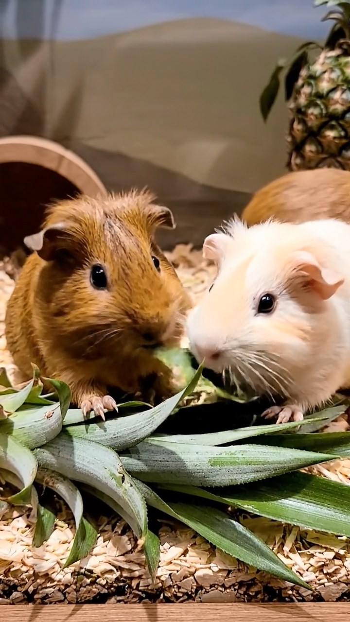 1800. Realistic depiction of 2 smooth-haired Skinny guinea pigs in brown and cream colors, nibbling on pineapple leaves, inside a case display museum.