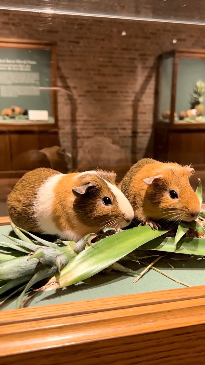 1800. Realistic depiction of 2 smooth-haired Skinny guinea pigs in brown and cream colors, nibbling on pineapple leaves, inside a case display museum.