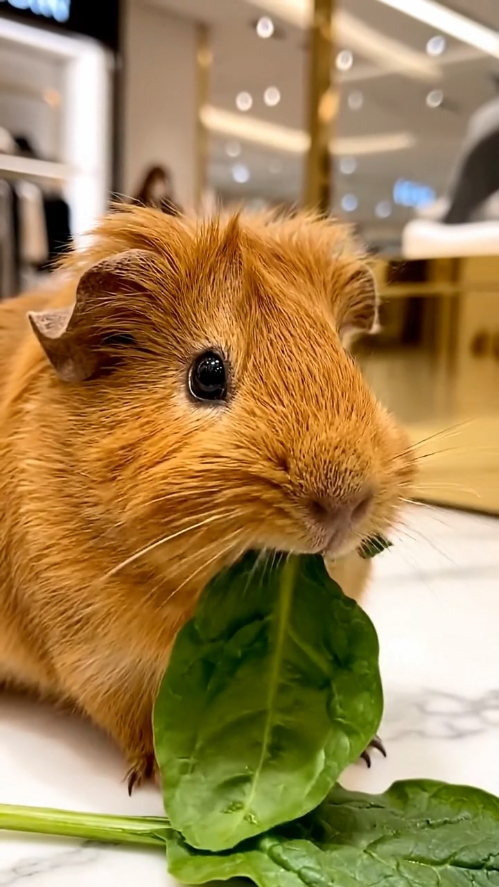 1804. Realistic depiction of 1 smooth-haired Silkie guinea pig with cinnamon fur, chewing on spinach leaves, in a crowded luxury mall boutique with marble floors and designer displays.