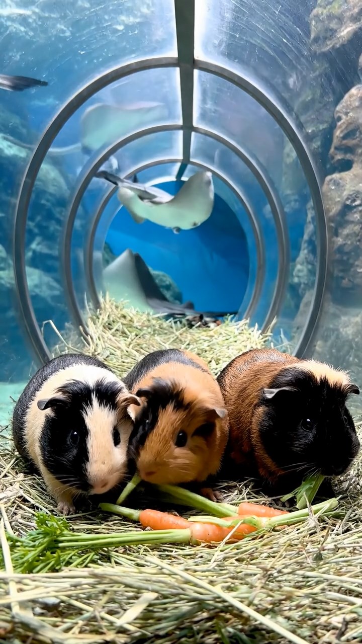 1828. Realistic depiction of 4 smooth-haired Coronet guinea pigs featuring black, brown, and cream coats, sharing carrot tops, in a curved aquarium walkway with rays gliding.
