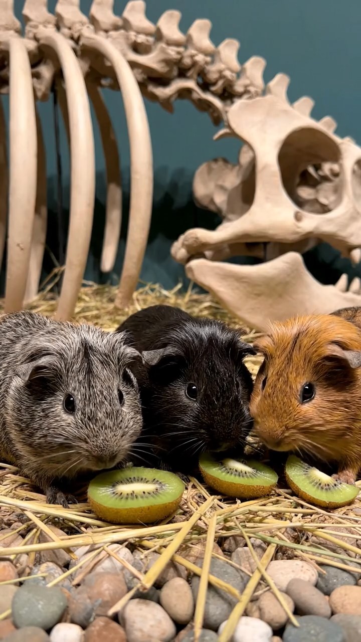 1840. Realistic depiction of 3 smooth-haired Skinny guinea pigs with gray, black, and brown fur, nibbling on kiwi skins, inside a paleontology museum with casts.
