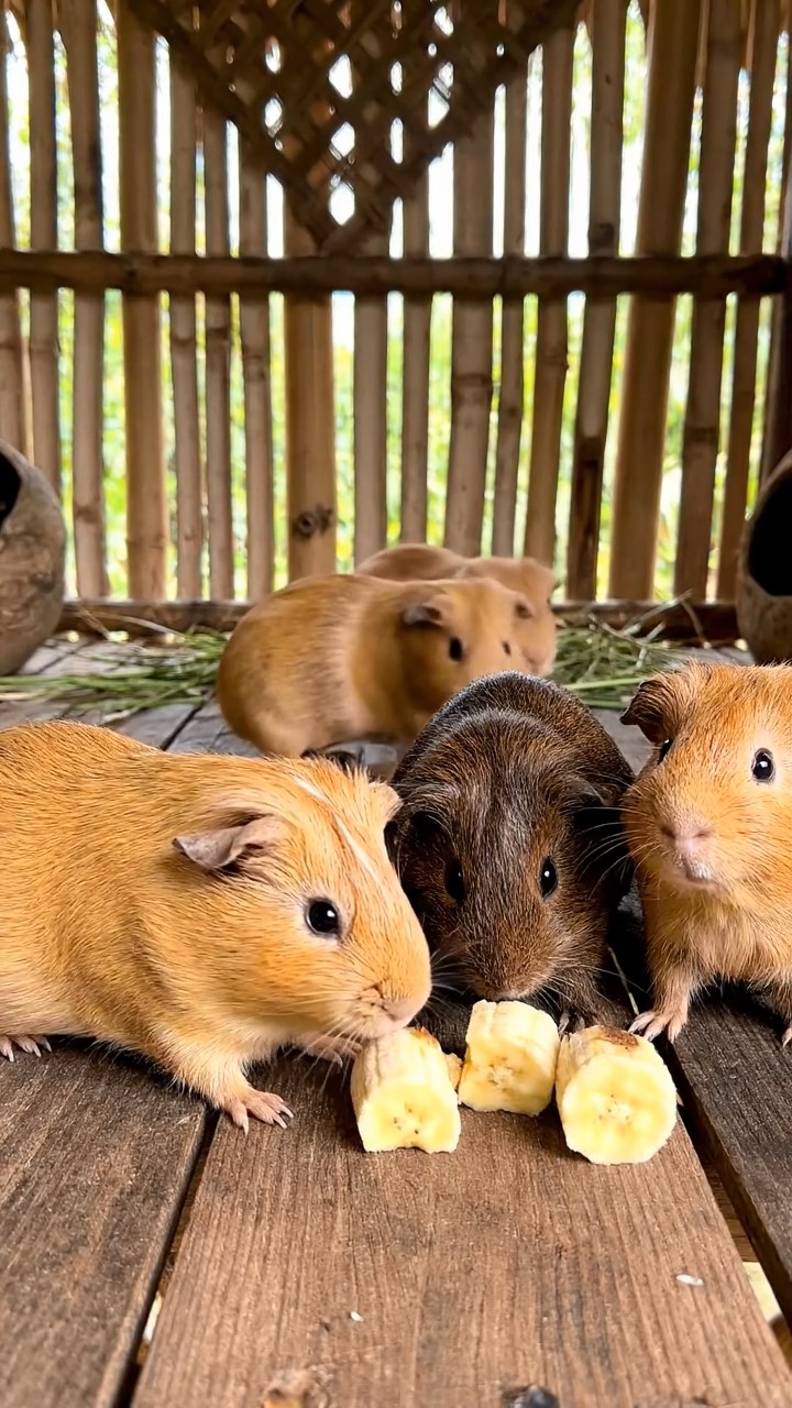 1842. Photorealistic image of 4 smooth-haired Abyssinian guinea pigs in fawn, chocolate, and cinnamon colors, sharing banana chunks, inside a stilted tropical shack.