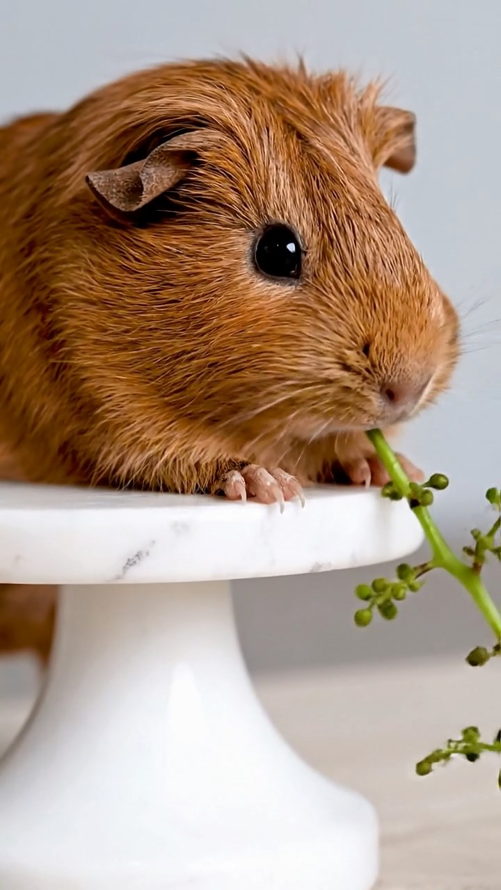 1870. Realistic depiction of 1 smooth-haired Skinny guinea pig with brown fur, nibbling on grape stems, atop a gallery art stand.