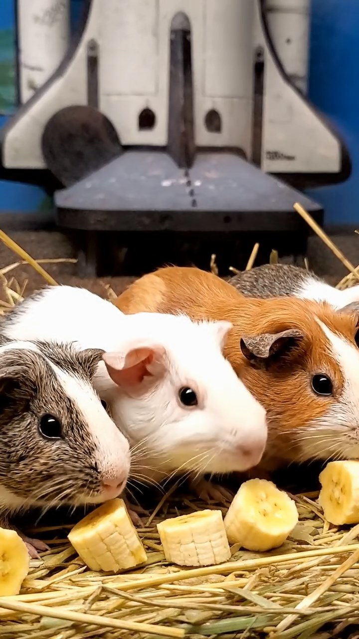 1890. Photorealistic photo of 4 smooth-haired Skinny guinea pigs in white, orange, and gray colors, nibbling on banana chunks, near a space exhibit shuttle.