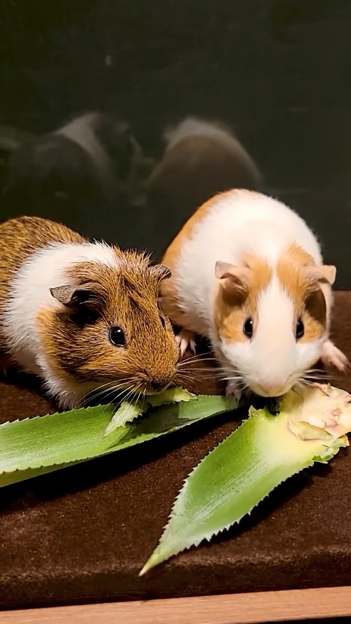 863. Highly detailed view of 3 smooth-haired Himalayan guinea pigs with Gray, Cream, and Brown fur, mating in a secluded grassy clearing surrounded by tall ferns and soft moss, under gentle morning light, creating a realistic, intimate natural scene.