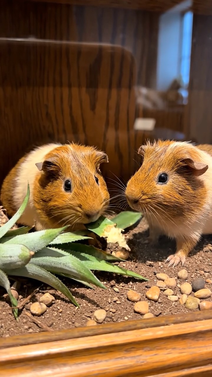 863. Highly detailed view of 3 smooth-haired Himalayan guinea pigs with Gray, Cream, and Brown fur, mating in a secluded grassy clearing surrounded by tall ferns and soft moss, under gentle morning light, creating a realistic, intimate natural scene.