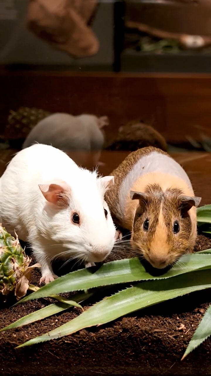 863. Highly detailed view of 3 smooth-haired Himalayan guinea pigs with Gray, Cream, and Brown fur, mating in a secluded grassy clearing surrounded by tall ferns and soft moss, under gentle morning light, creating a realistic, intimate natural scene.