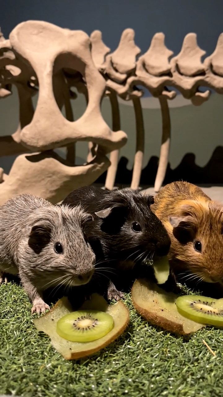 905. Detailed photo of 5 smooth-haired American guinea pigs with White, Orange, Gray, Black, and Brown fur, methodically nest-building by dragging twigs and grass with their teeth, weaving them into a cozy pile, in a tranquil forest glade with soft ferns and a babbling brook, under gentle morning light, creating a vivid, realistic scene of cooperative effort.