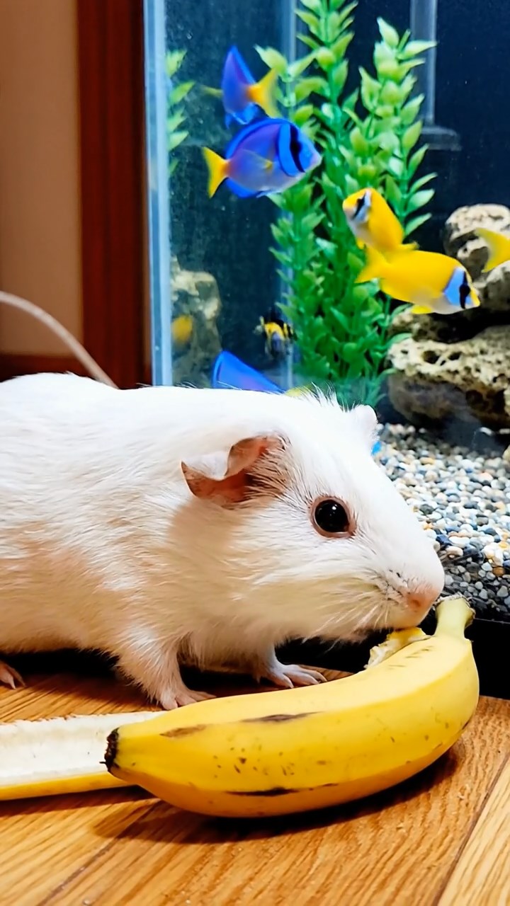 926. Photorealistic scene of 1 smooth-haired Teddy guinea pig with Cream fur, lapping water from a clear stream with delicate tongue flicks, on a forested slope with pine needles and moss, under dappled sunlight, capturing a serene, lifelike moment of hydration.