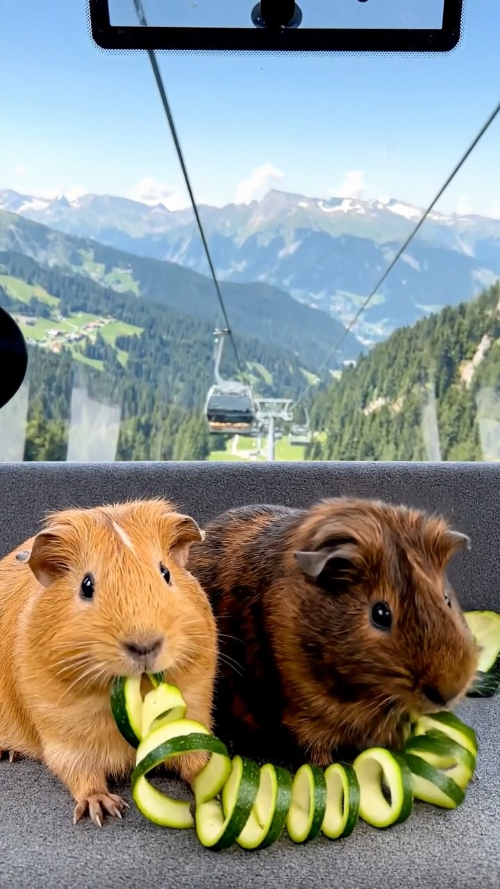1967. Realistic photo of 2 smooth-haired Rex guinea pigs with fawn and chocolate fur, sharing zucchini spirals, in a aerial lift cabin with views.