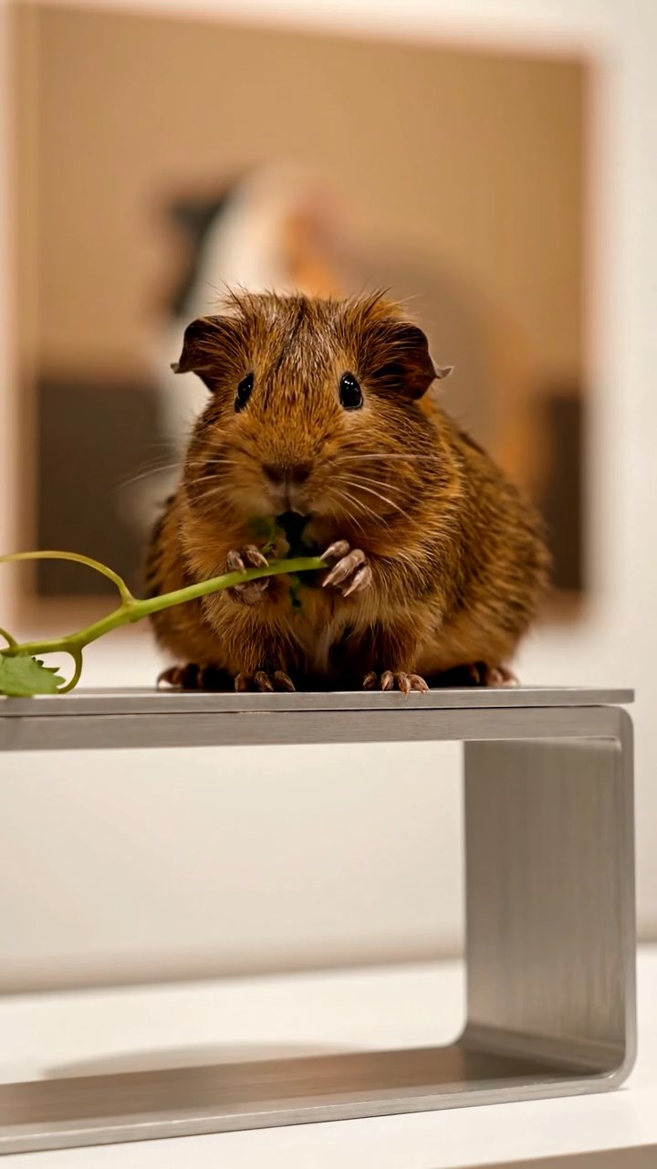 1970. Realistic depiction of 1 smooth-haired Skinny guinea pig with brown fur, nibbling on grape stems, atop a gallery art stand.