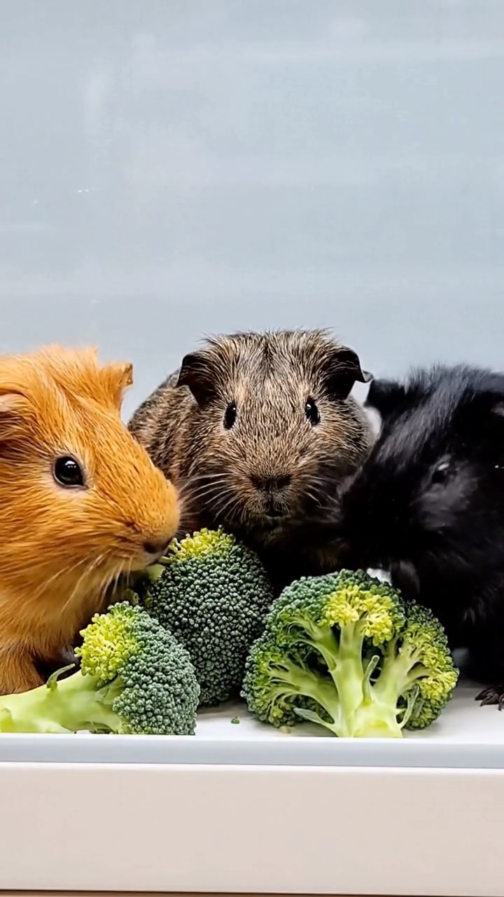 1982. Realistic depiction of 3 smooth-haired Abyssinian guinea pigs featuring orange, gray, and black coats, sharing broccoli heads, through a lab sea window.