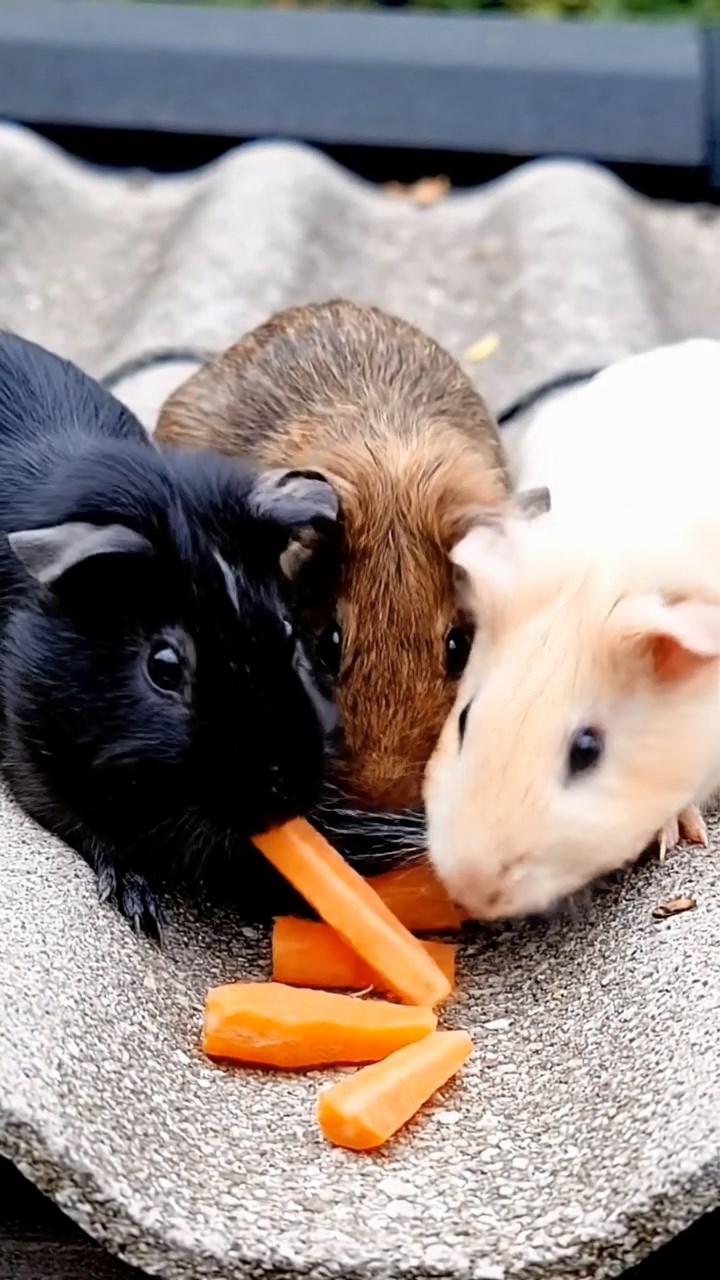1987. Photorealistic image of 3 smooth-haired Rex guinea pigs featuring black, brown, and cream coats, sharing carrot sticks, on a roof panel farm.