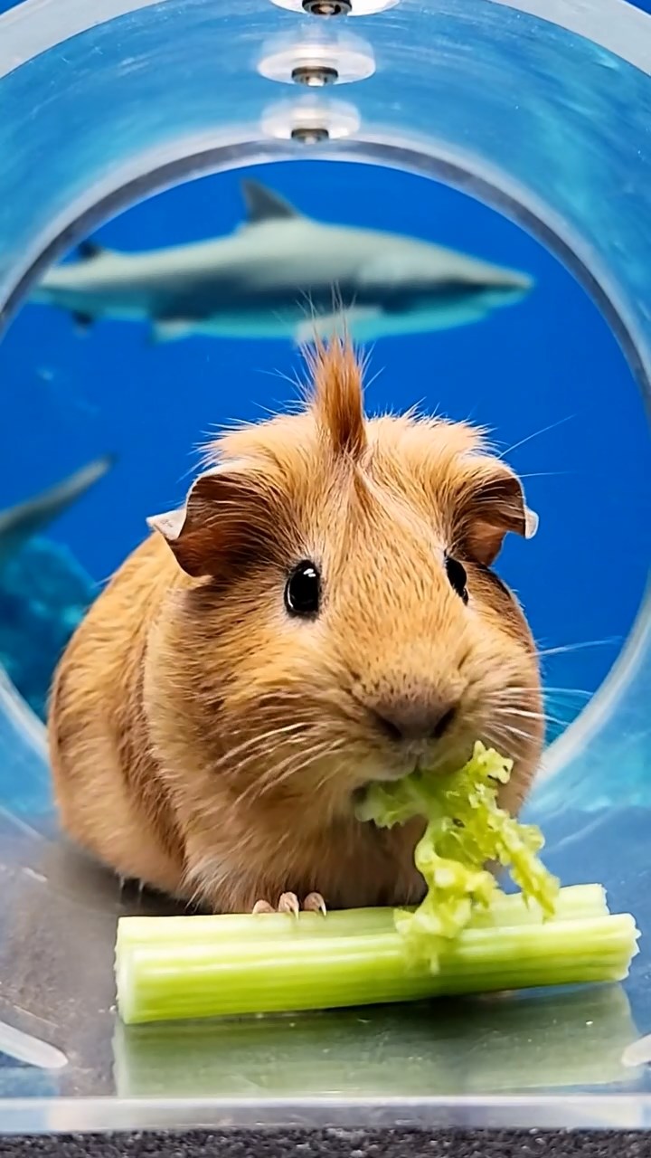 1988. Realistic depiction of 1 smooth-haired Coronet guinea pig with fawn fur, munching on celery ribs, in a shark view tunnel.