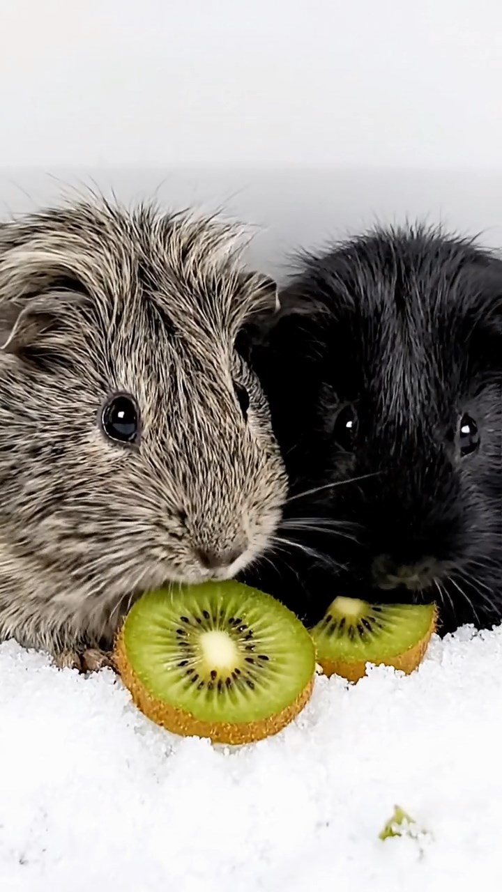 1995. Detailed photo of 2 smooth-haired Teddy guinea pigs in gray and black colors, nibbling on kiwi slices, by a tub side in snow.
