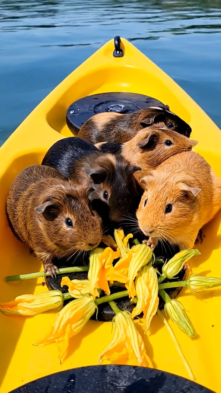 1997. Realistic scene of 5 smooth-haired Rex guinea pigs featuring chocolate, cinnamon, and sable coats, sharing zucchini flowers, inside a kayak on water.