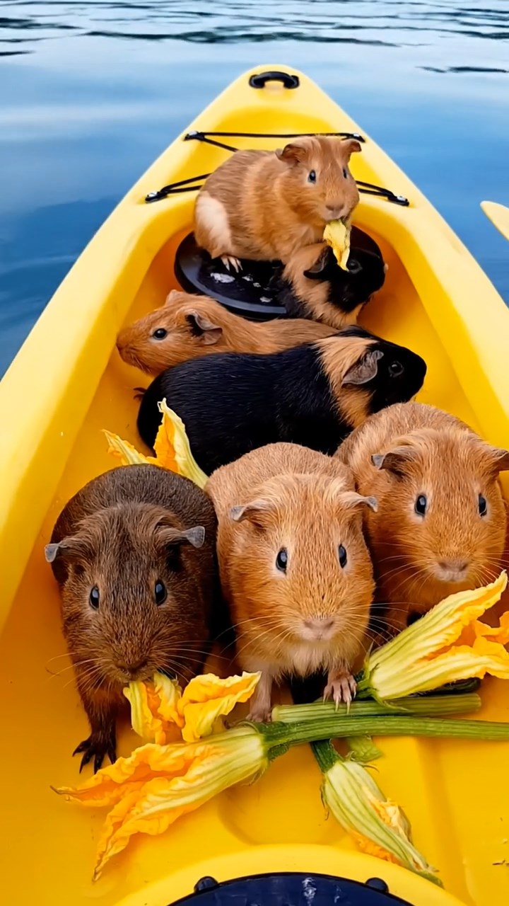 1997. Realistic scene of 5 smooth-haired Rex guinea pigs featuring chocolate, cinnamon, and sable coats, sharing zucchini flowers, inside a kayak on water.