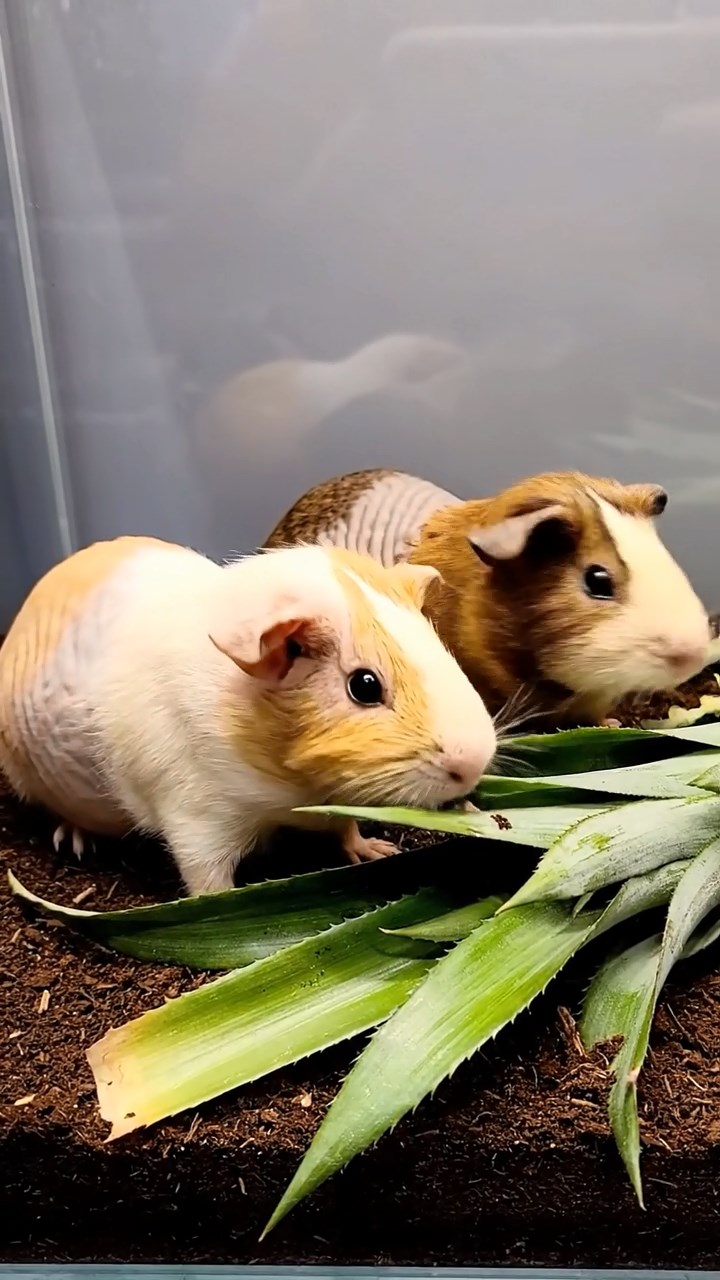 2000. Realistic depiction of 2 smooth-haired Skinny guinea pigs in brown and cream colors, nibbling on pineapple leaves, inside a artifact museum case.