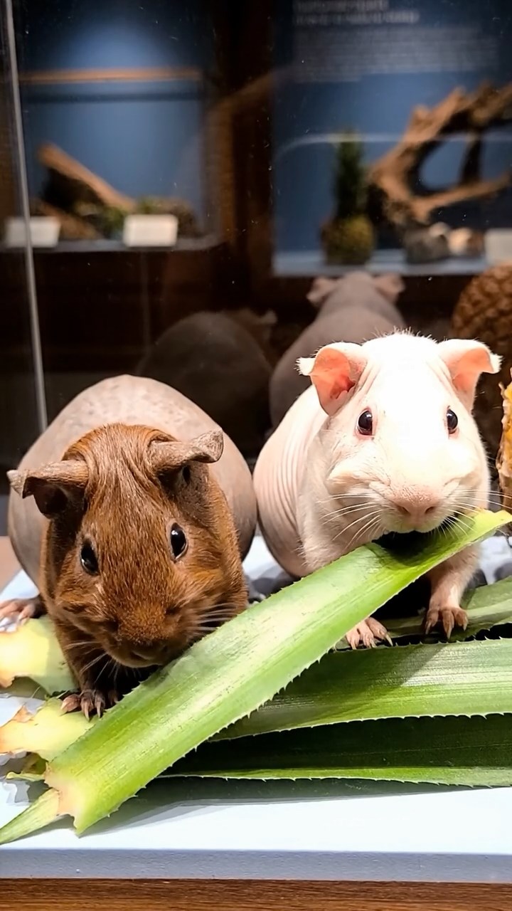 2000. Realistic depiction of 2 smooth-haired Skinny guinea pigs in brown and cream colors, nibbling on pineapple leaves, inside a artifact museum case.