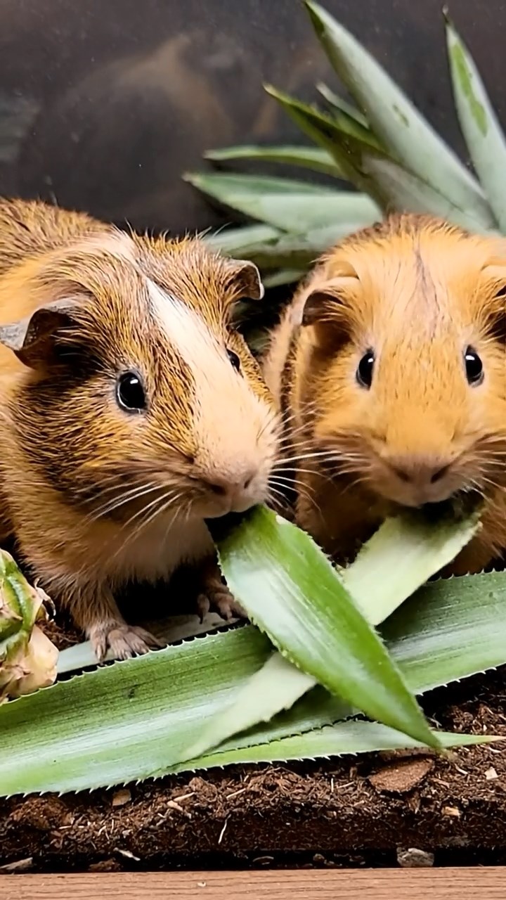 2000. Realistic depiction of 2 smooth-haired Skinny guinea pigs in brown and cream colors, nibbling on pineapple leaves, inside a artifact museum case.