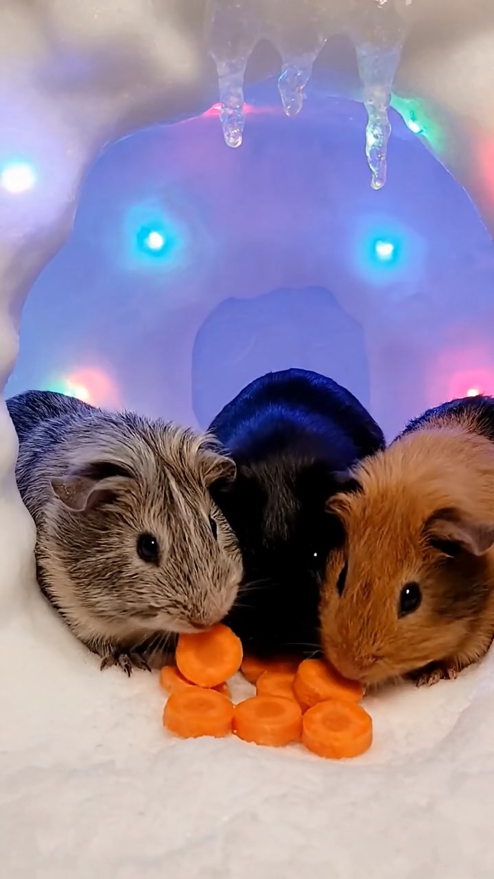 2057. Photorealistic scene of 4 smooth-haired Rex guinea pigs in gray, black, and brown colors, sharing carrot coins, inside an arctic snow home with flickering lights.