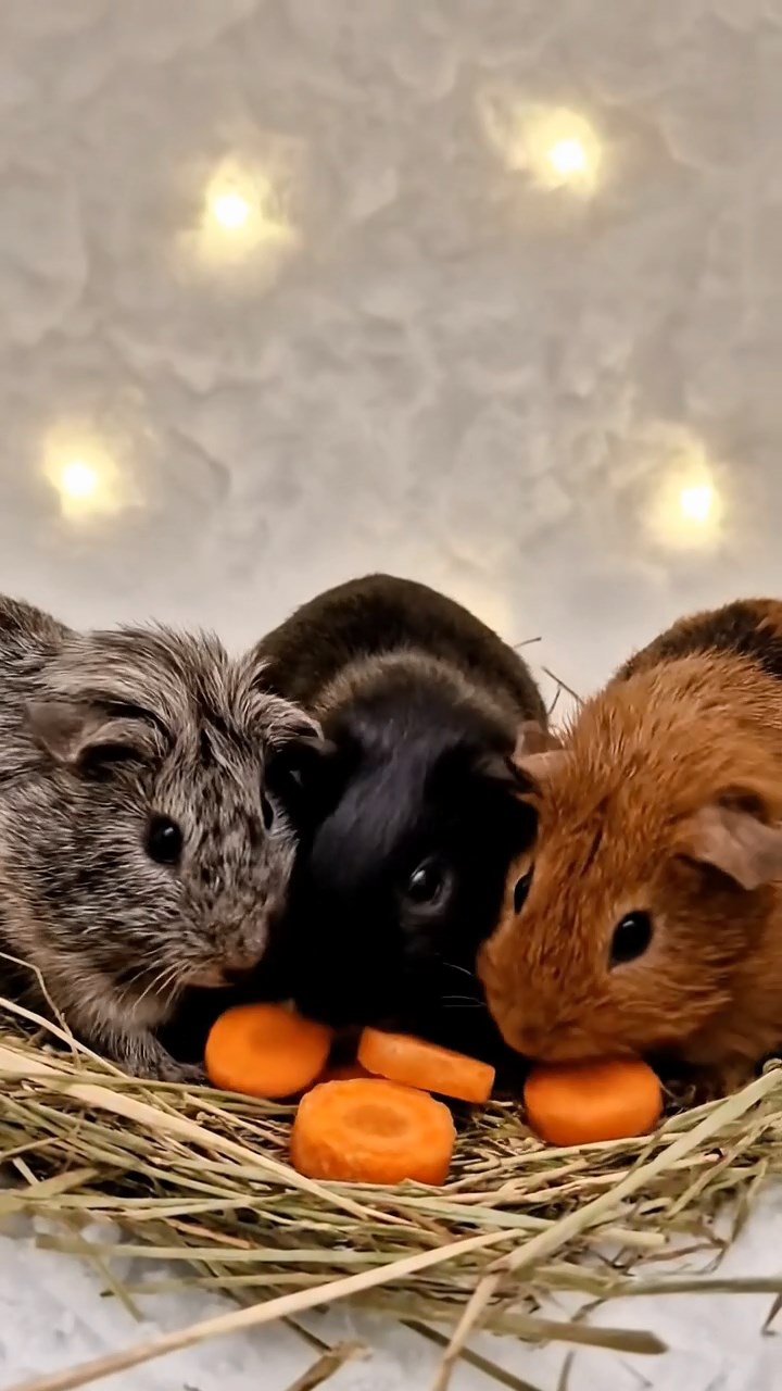 2057. Photorealistic scene of 4 smooth-haired Rex guinea pigs in gray, black, and brown colors, sharing carrot coins, inside an arctic snow home with flickering lights.