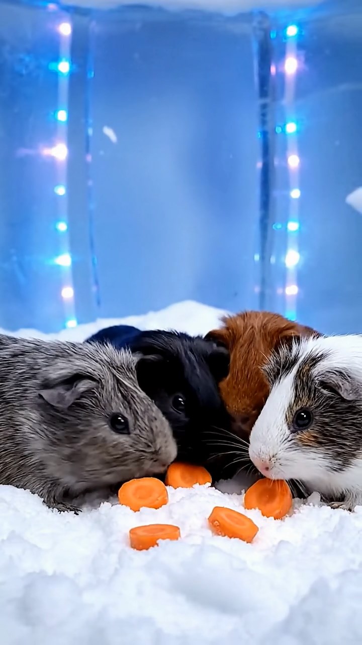 2057. Photorealistic scene of 4 smooth-haired Rex guinea pigs in gray, black, and brown colors, sharing carrot coins, inside an arctic snow home with flickering lights.